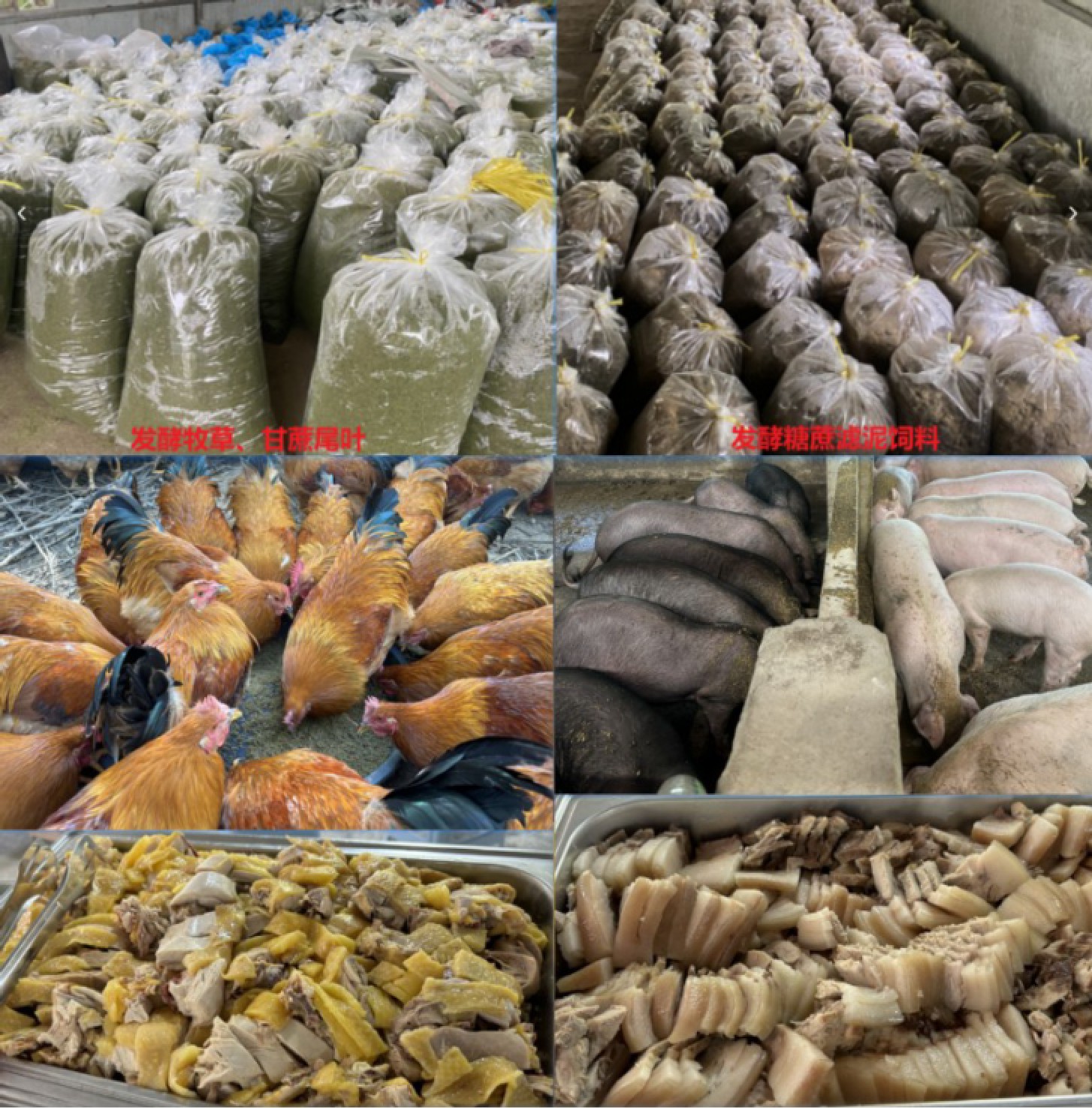 發(fā)酵飼料養(yǎng)豬雞.jpg