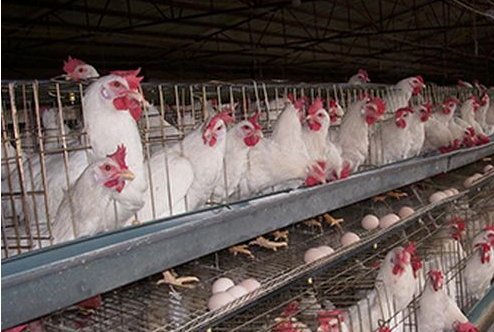 蛋雞補鈣注重這些提高收益-圖片版權(quán)歸惠農(nóng)網(wǎng)所有