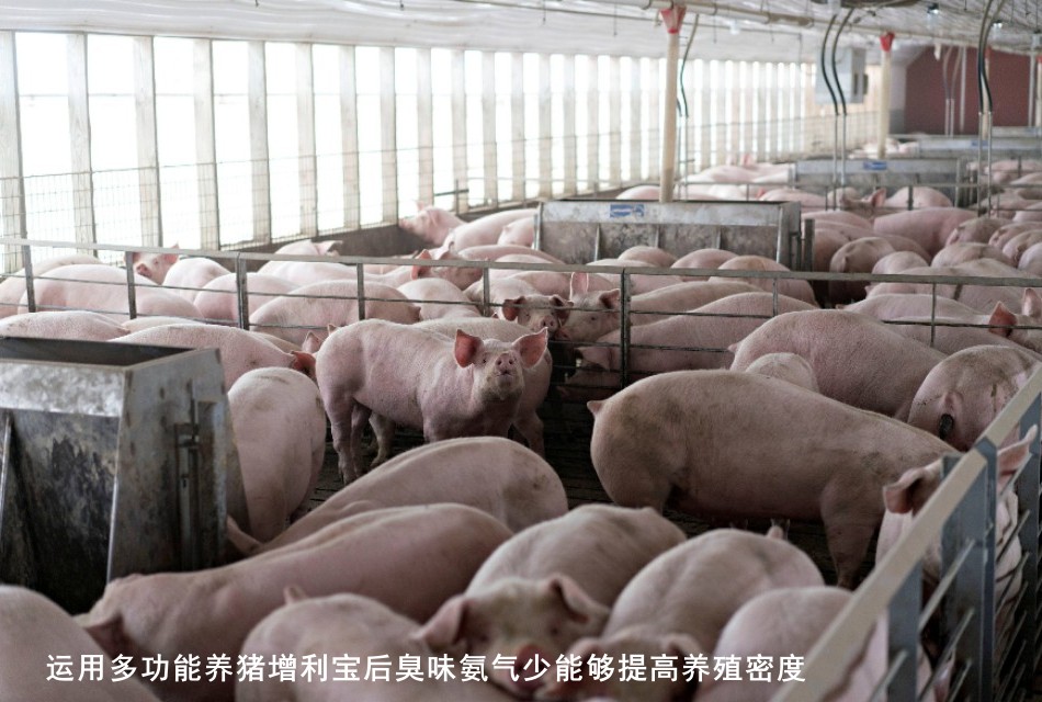 運用多功能養(yǎng)豬增利寶后臭味氨氣少能夠提高養(yǎng)殖密度2.jpg
