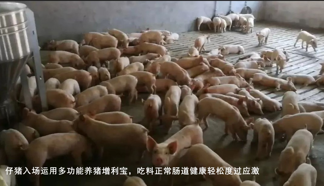 仔豬入場運用多功能養(yǎng)豬增利寶，吃料正常腸道健康輕松度過應(yīng)激.jpg