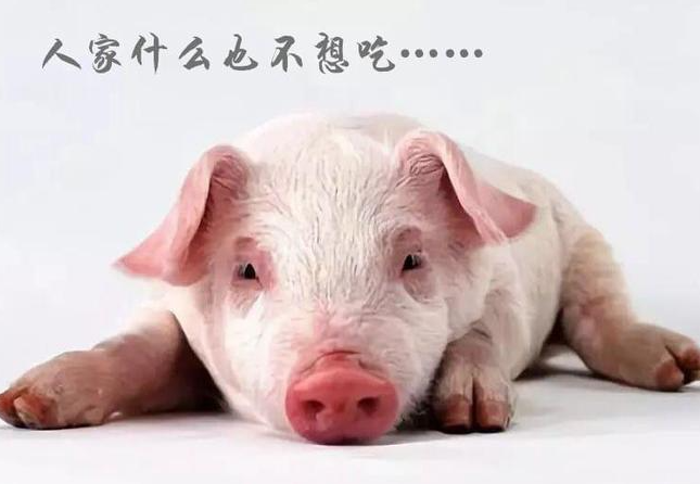 截圖20260512143855.png