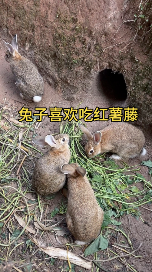 截屏2026-05-19 10.29.55.png
