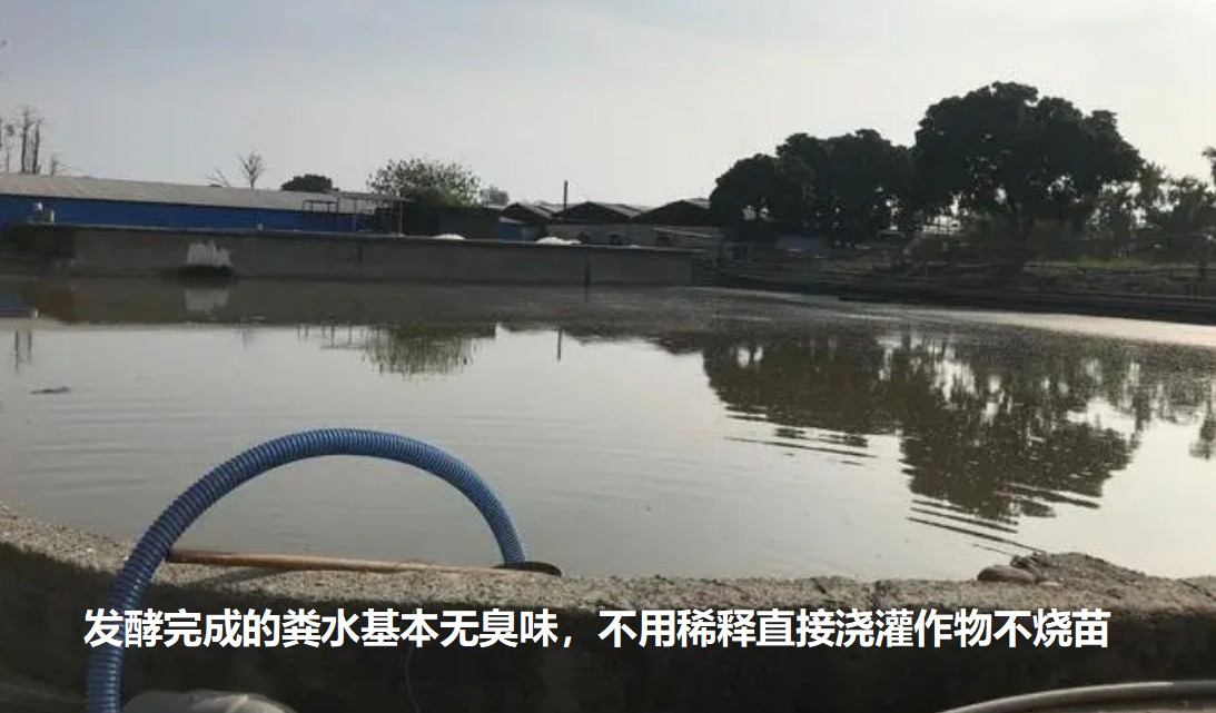 發(fā)酵完成的糞水基本無臭味，不用稀釋直接澆灌作物不燒苗.jpg