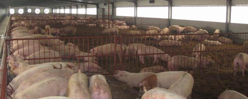 標準化養(yǎng)豬場的豬舍建設 - 運富春