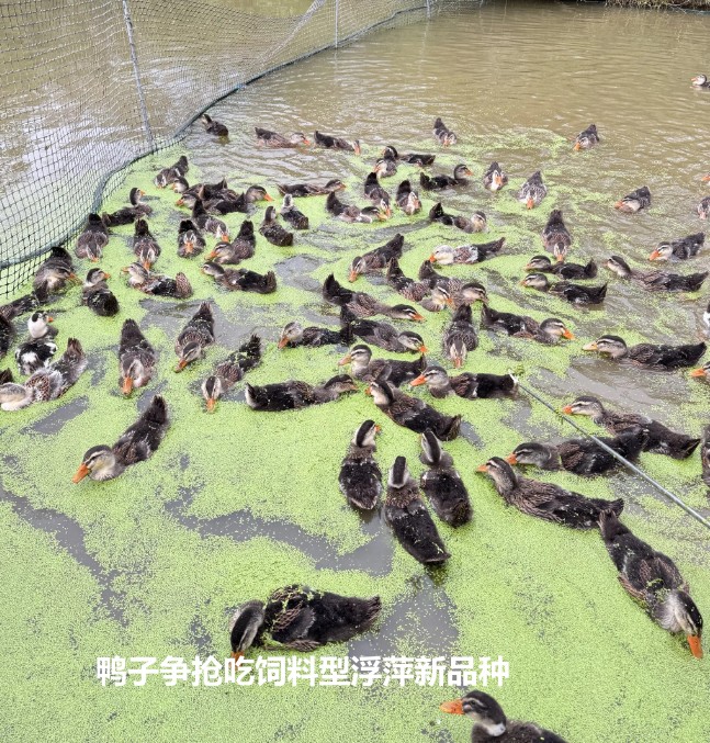 bd47dd544dd6ad864f8eb78679e103ae_17402914891233564.jpg